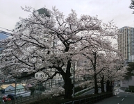 20140403_03.jpg