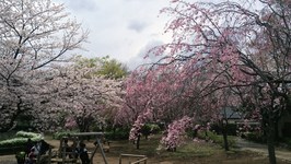 20140406_sakura_2.jpg
