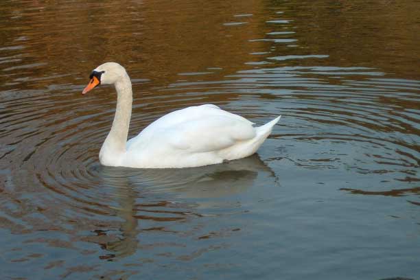 ���������E���ʂ̔���