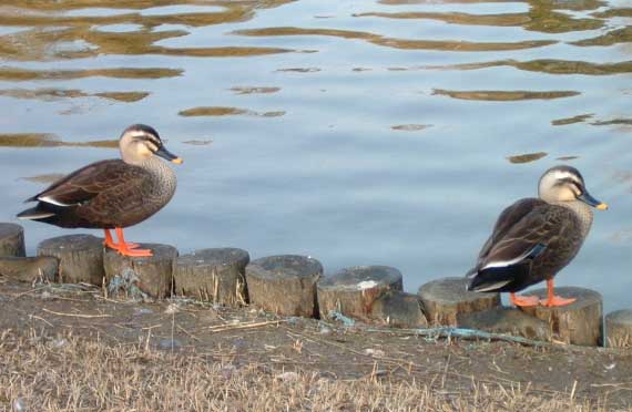 ���������E�J���̒��ԁH