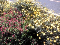 �����{���̉Ԓd1