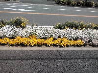 �����{���̉Ԓd2