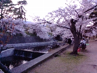 夙川の桜1
