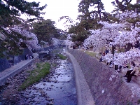 夙川の桜3