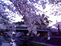 夙川の桜5