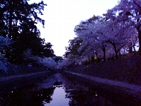 夙川の桜6